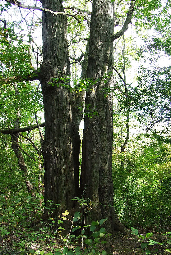 The 'Warlock Tree'